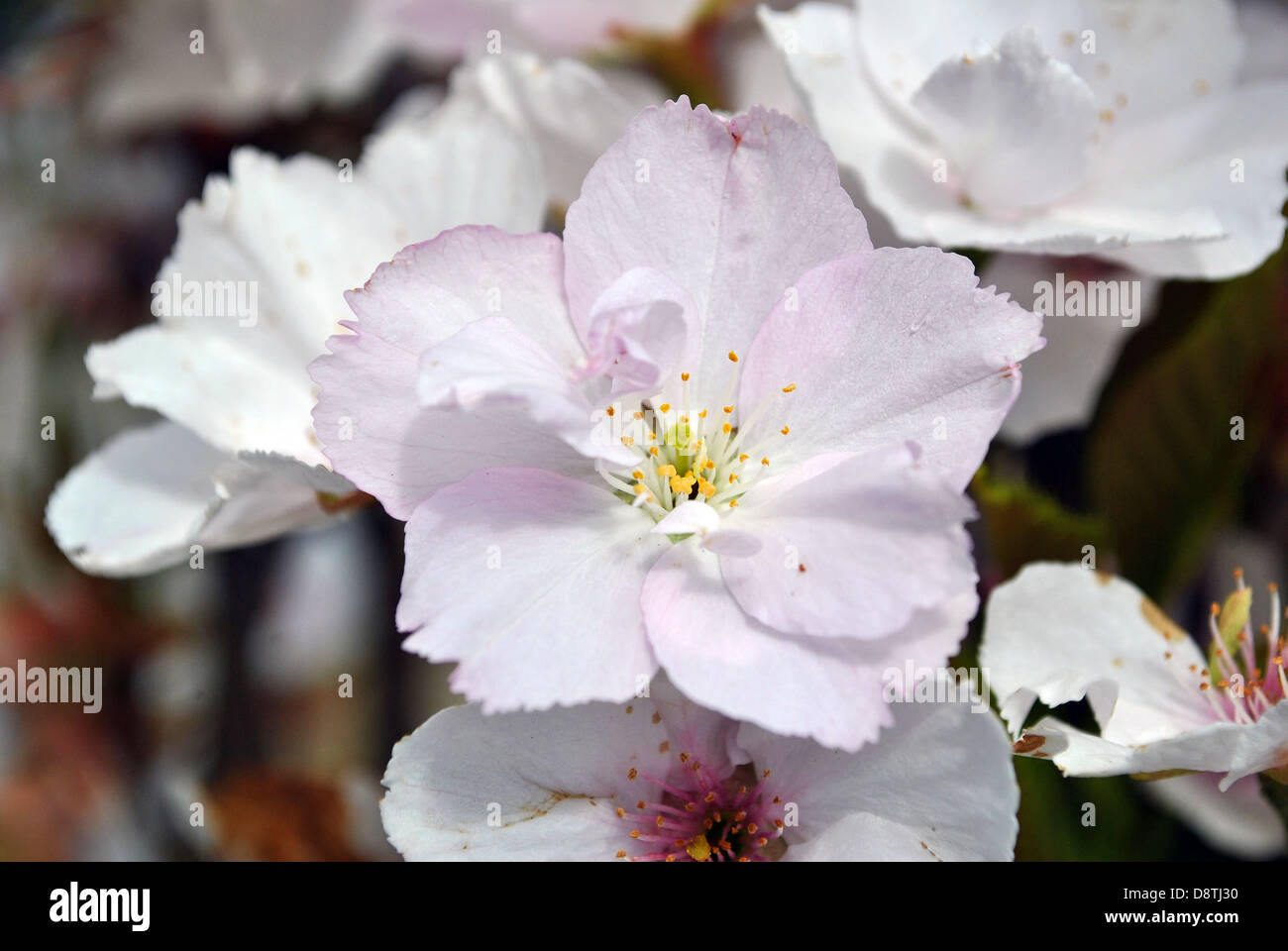 fleur de cerisier Banque D'Images