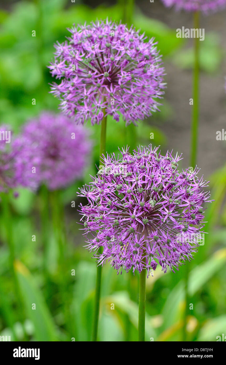 Géant violet fleurs d'ail Allium giganteum close up 'Gladiator' Banque D'Images