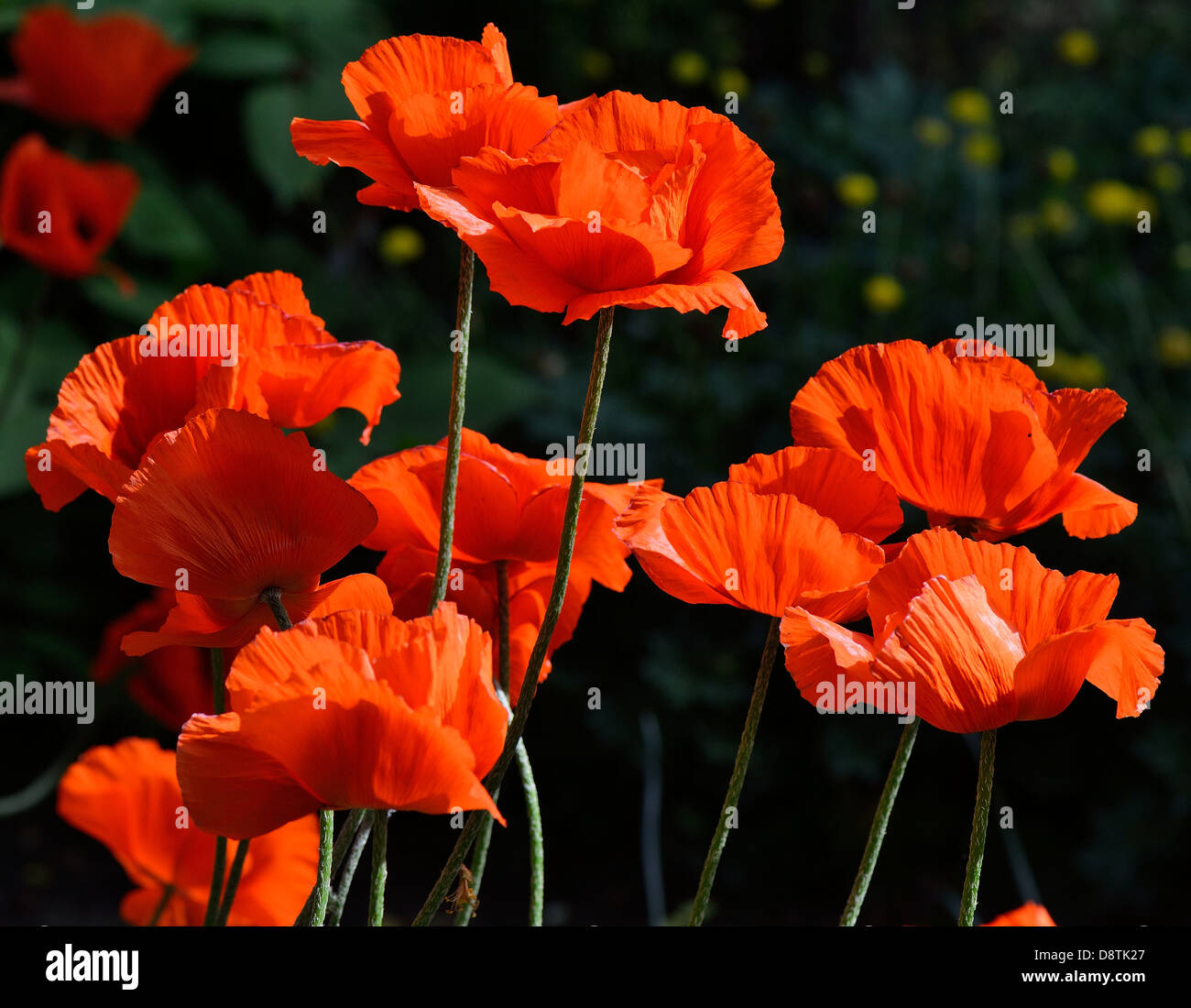 Coquelicots Rouges en pleine floraison Papaver somniferum Banque D'Images