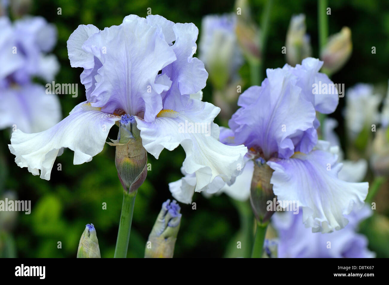 Iris fleurs bleu pâle Banque D'Images