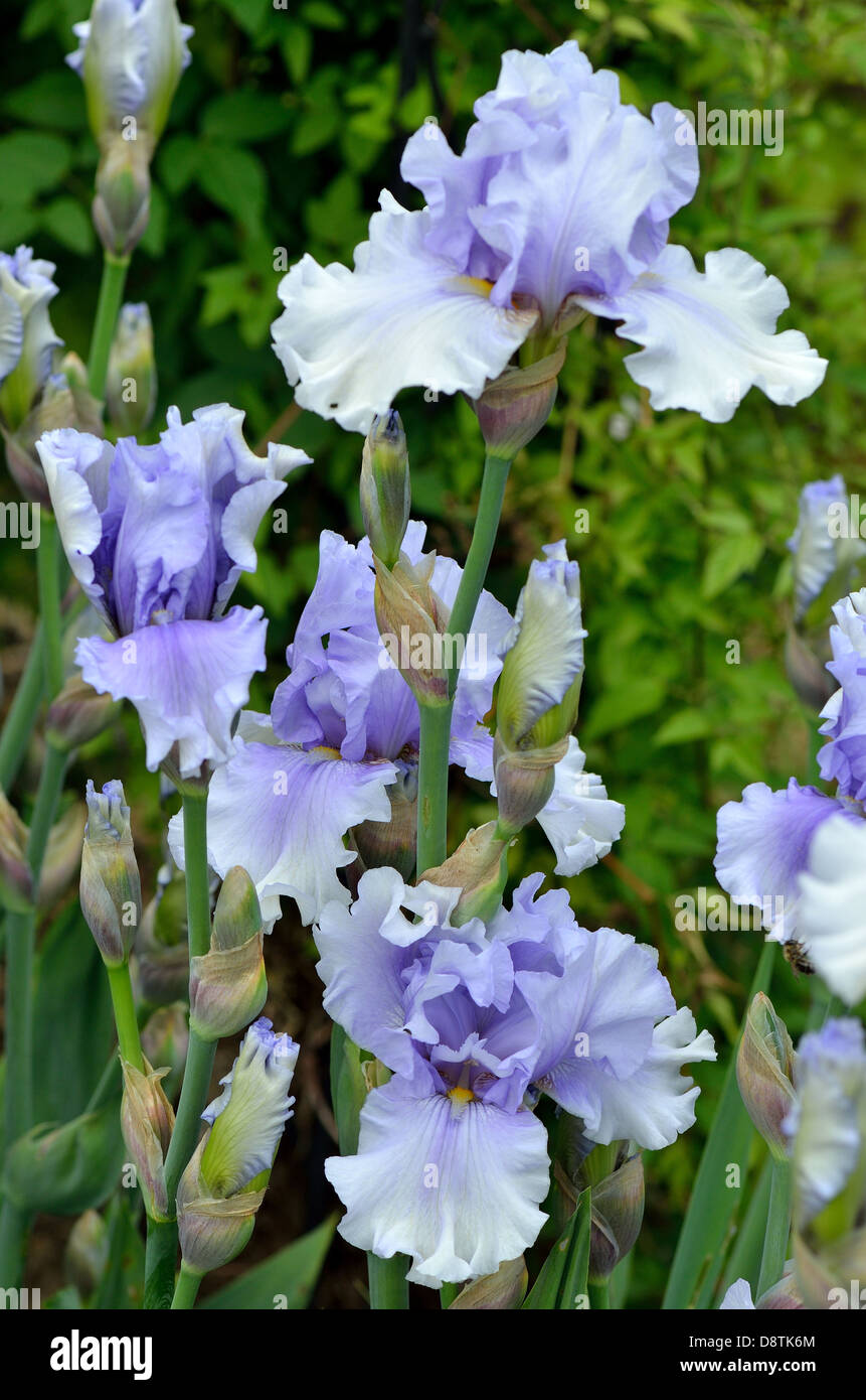 Iris fleurs bleu pâle Banque D'Images