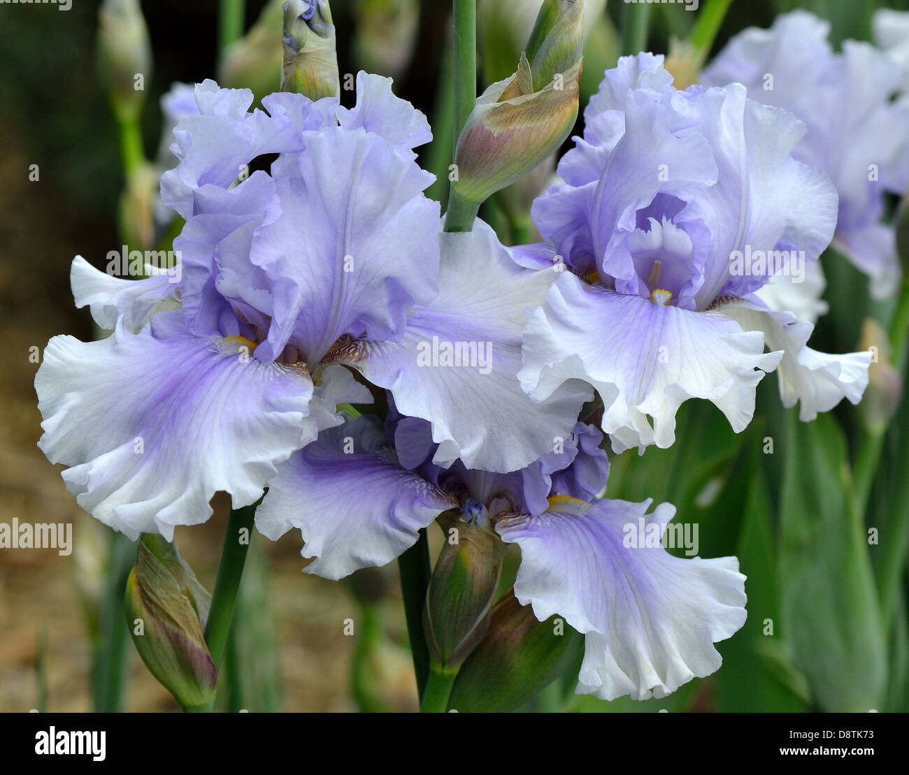 Iris fleurs bleu pâle Banque D'Images