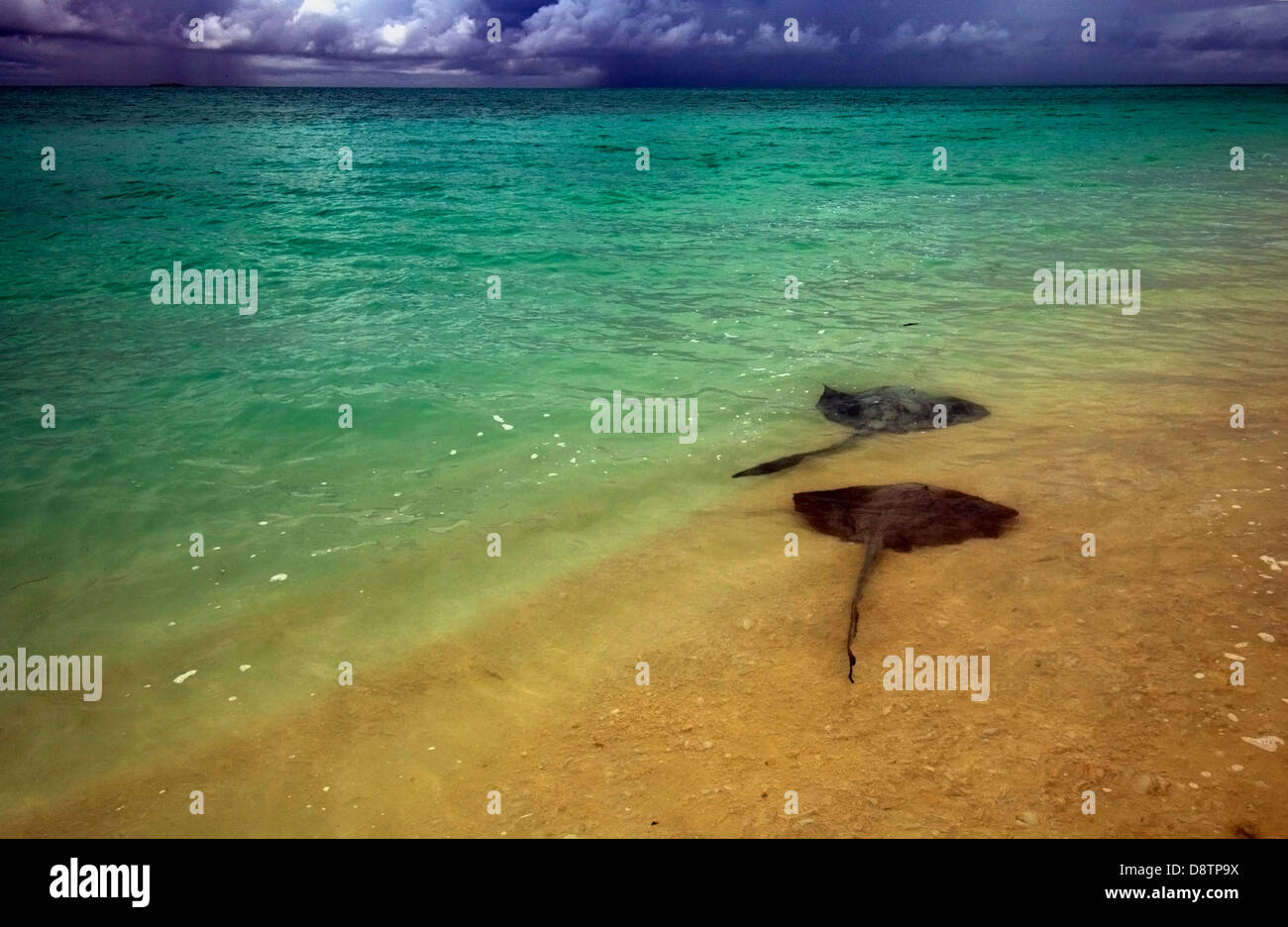 Des raies dans les eaux peu profondes, avec des tempêtes sur l'horizon Banque D'Images