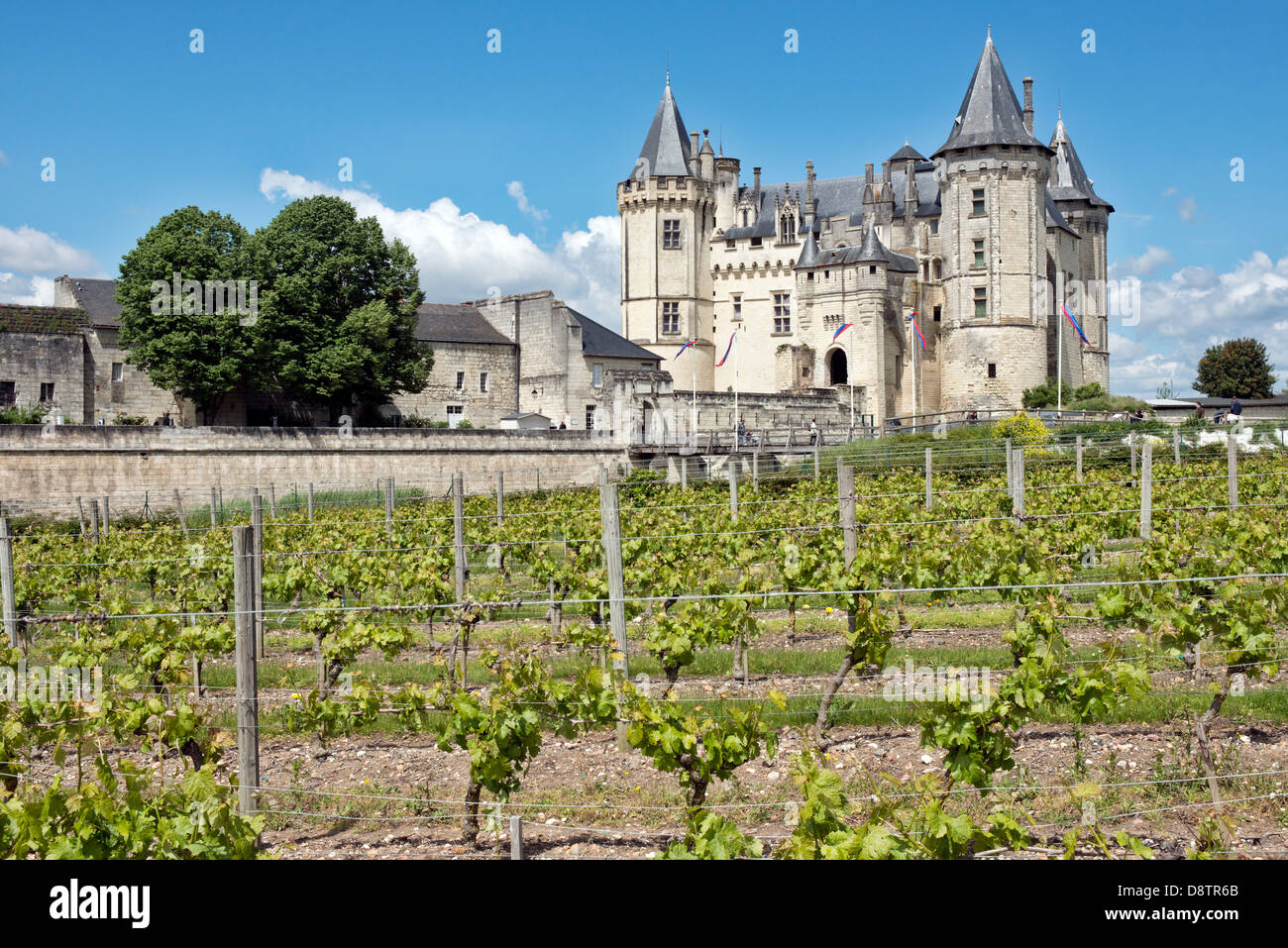 Le mûrissement des vignes dans le vignoble en face de l'historique Château de Saumur. Dans la vallée de la Loire, France Banque D'Images