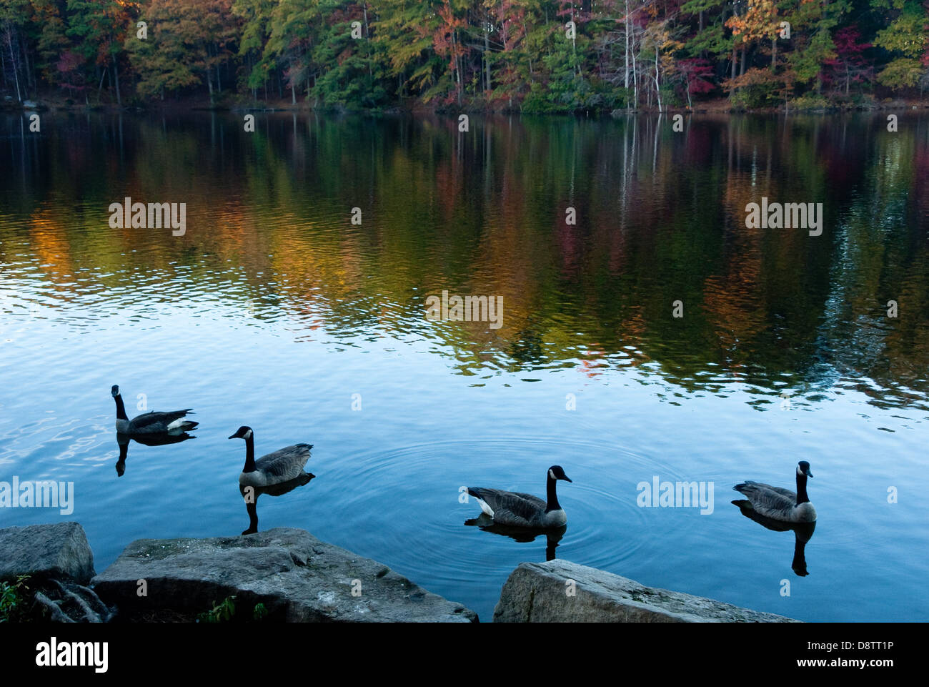 Oies du Canada et arbres d'automne colorés se reflétant dans l'eau calme du lac à Stone Mountain Park près d'Atlanta, en Géorgie. (ÉTATS-UNIS) Banque D'Images