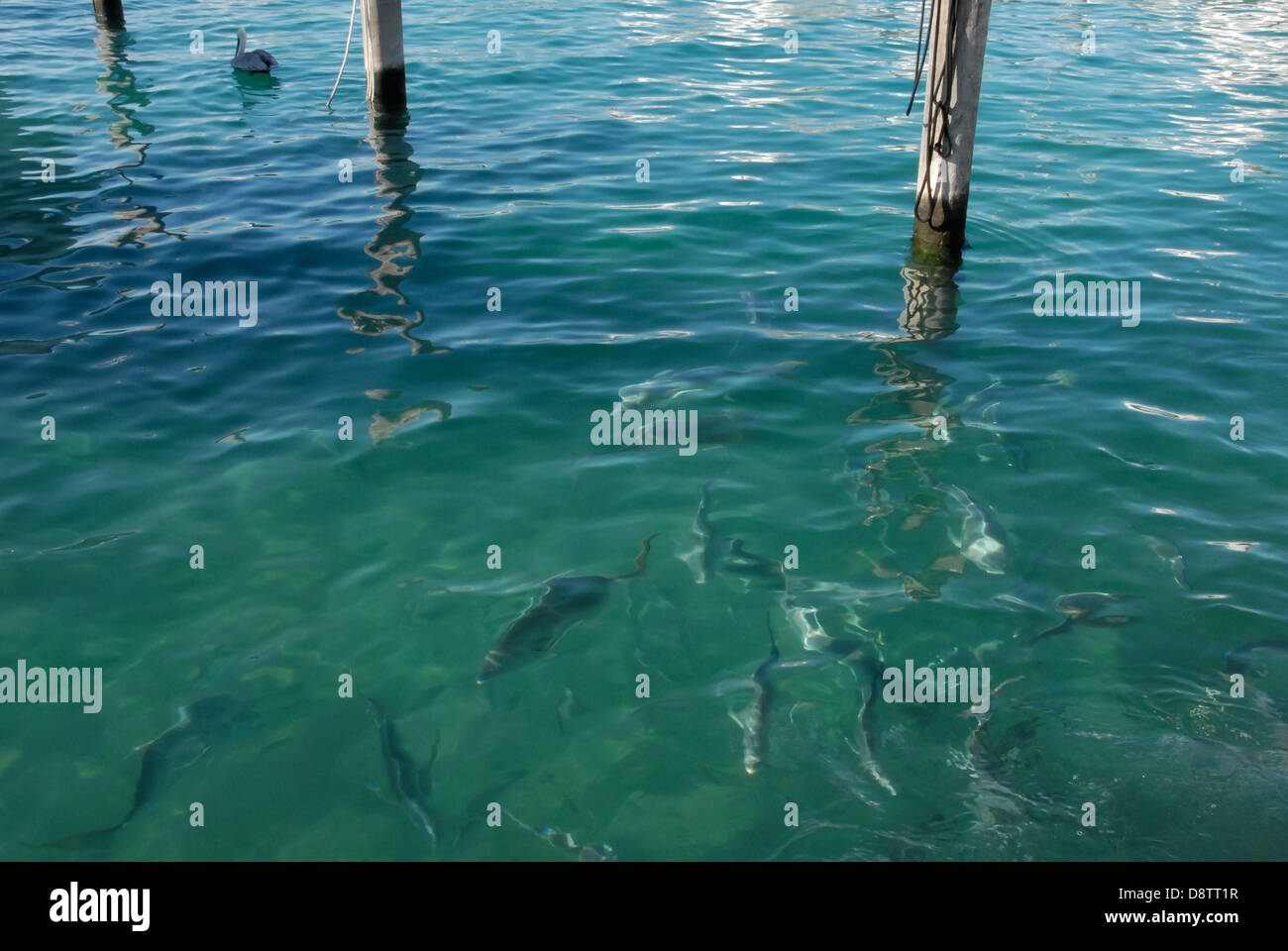 Les poissons se nourrissent dans l'eau bleu-vert clair à la marina de Sailfish à Palm Beach Shores, en Floride, près de l'entrée de Palm Beach. (ÉTATS-UNIS) Banque D'Images