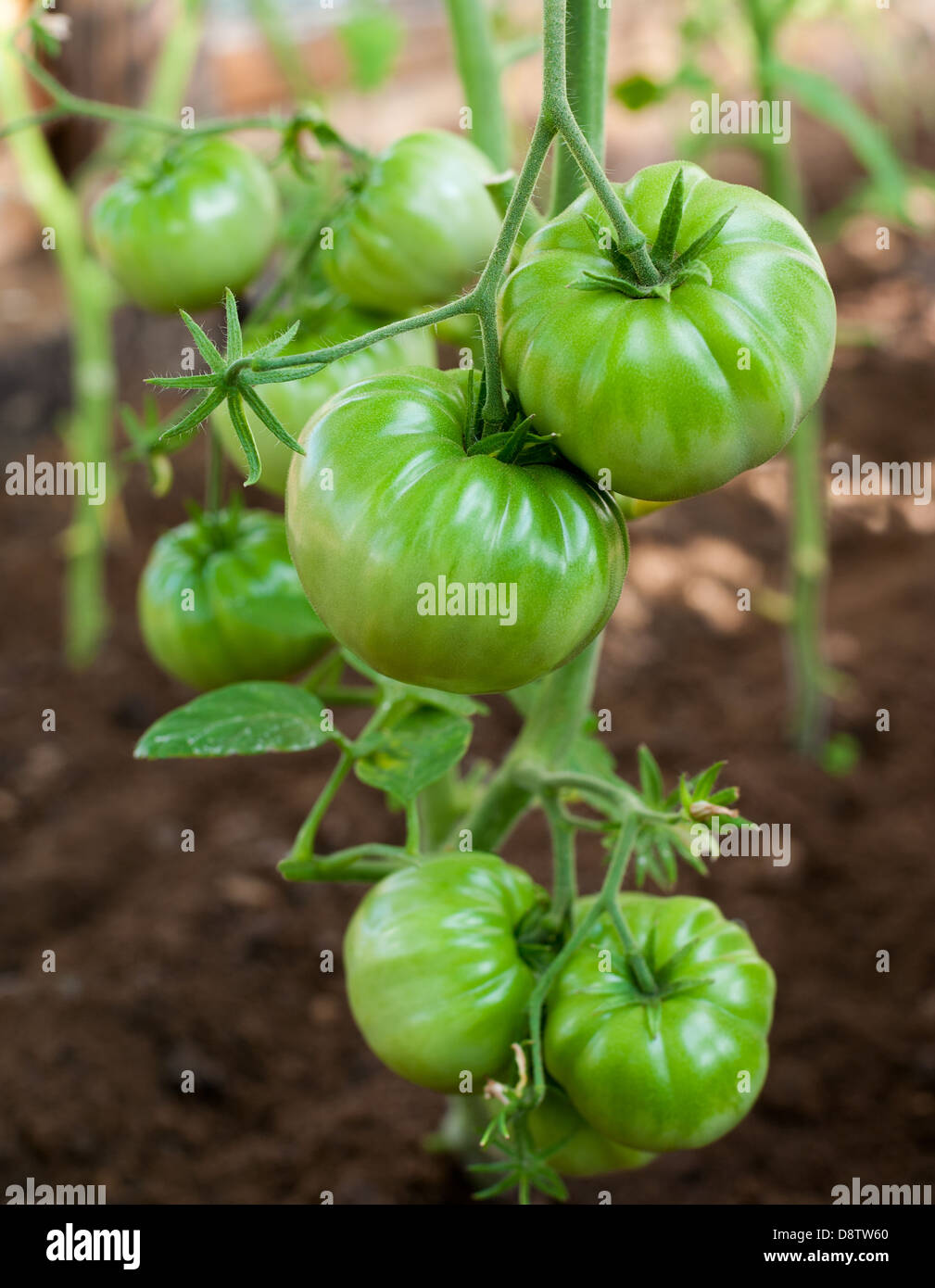 Green tomato plants in greenhouse Banque D'Images