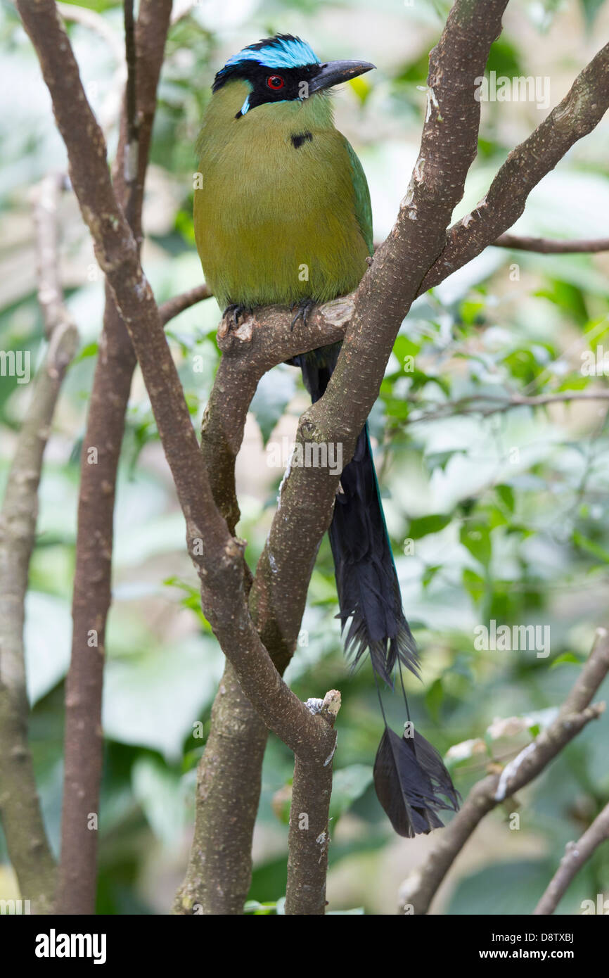 Blue-couronné Houtouc Momotus momota, Zoo, Cali, Cali, Colombie Banque D'Images