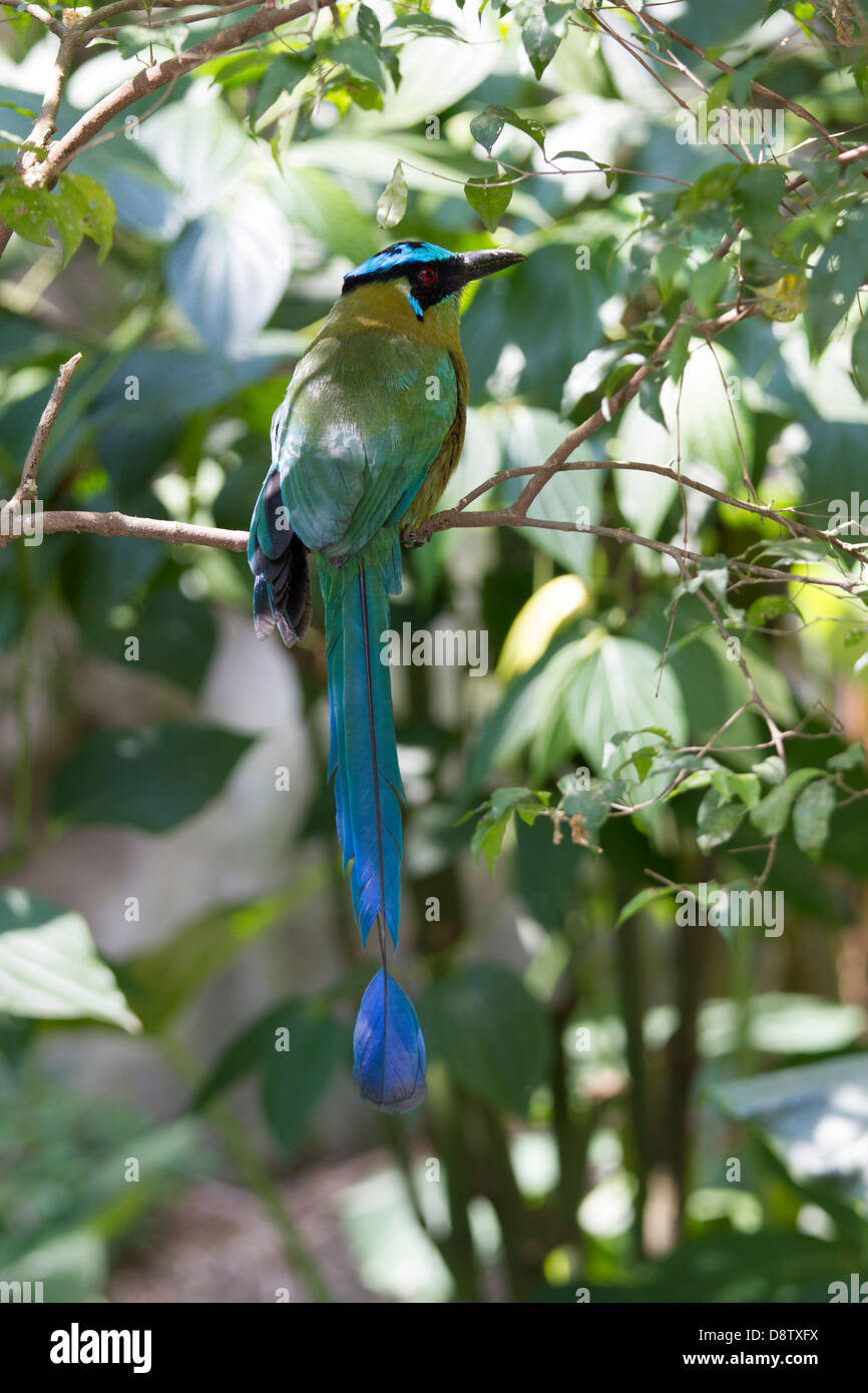 Blue-couronné Houtouc Momotus momota, Zoo, Cali, Cali, Colombie Banque D'Images