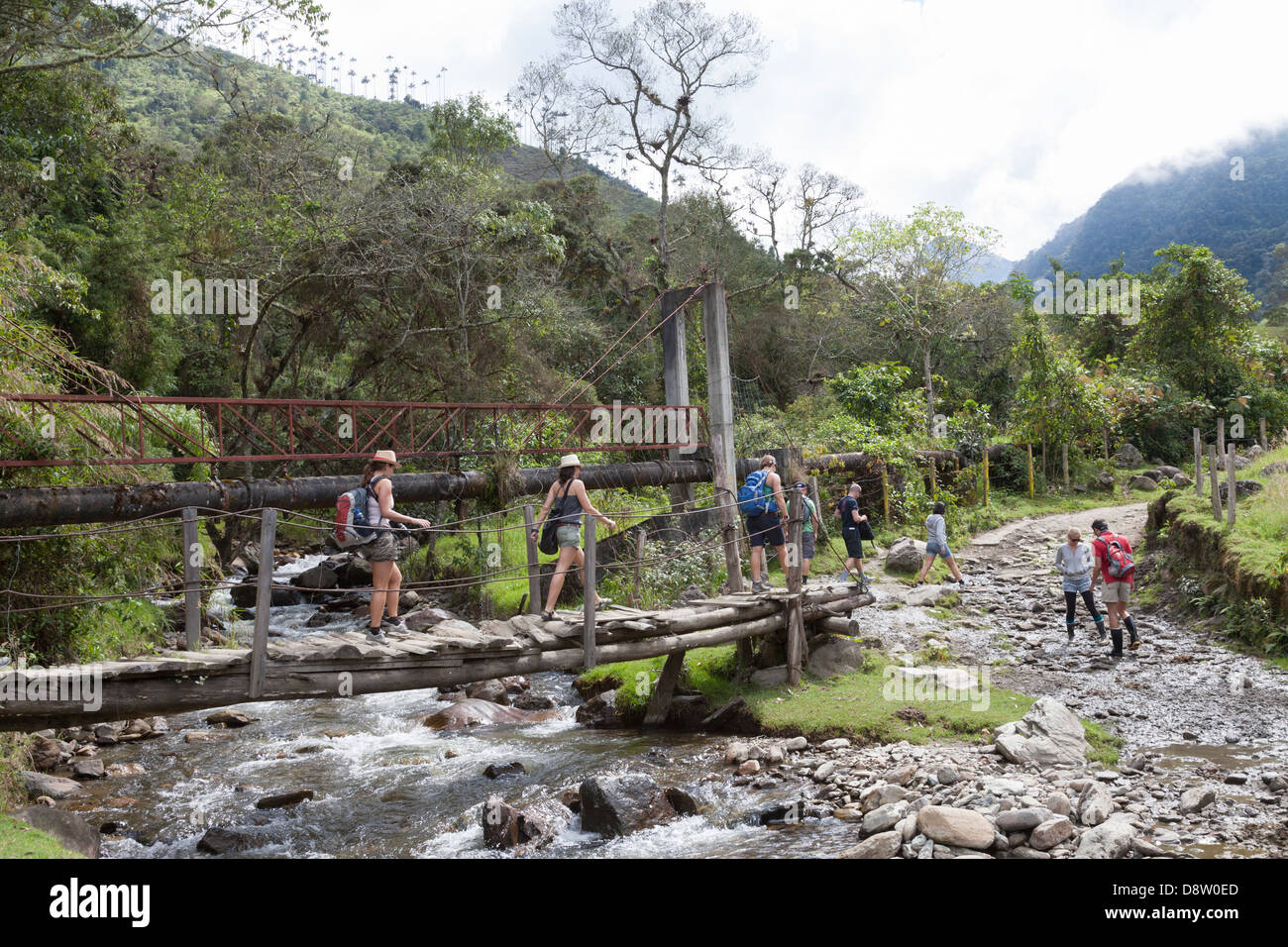 La vallée de Cocora, Acaime Parc Naturel, Salento, Colombie Banque D'Images