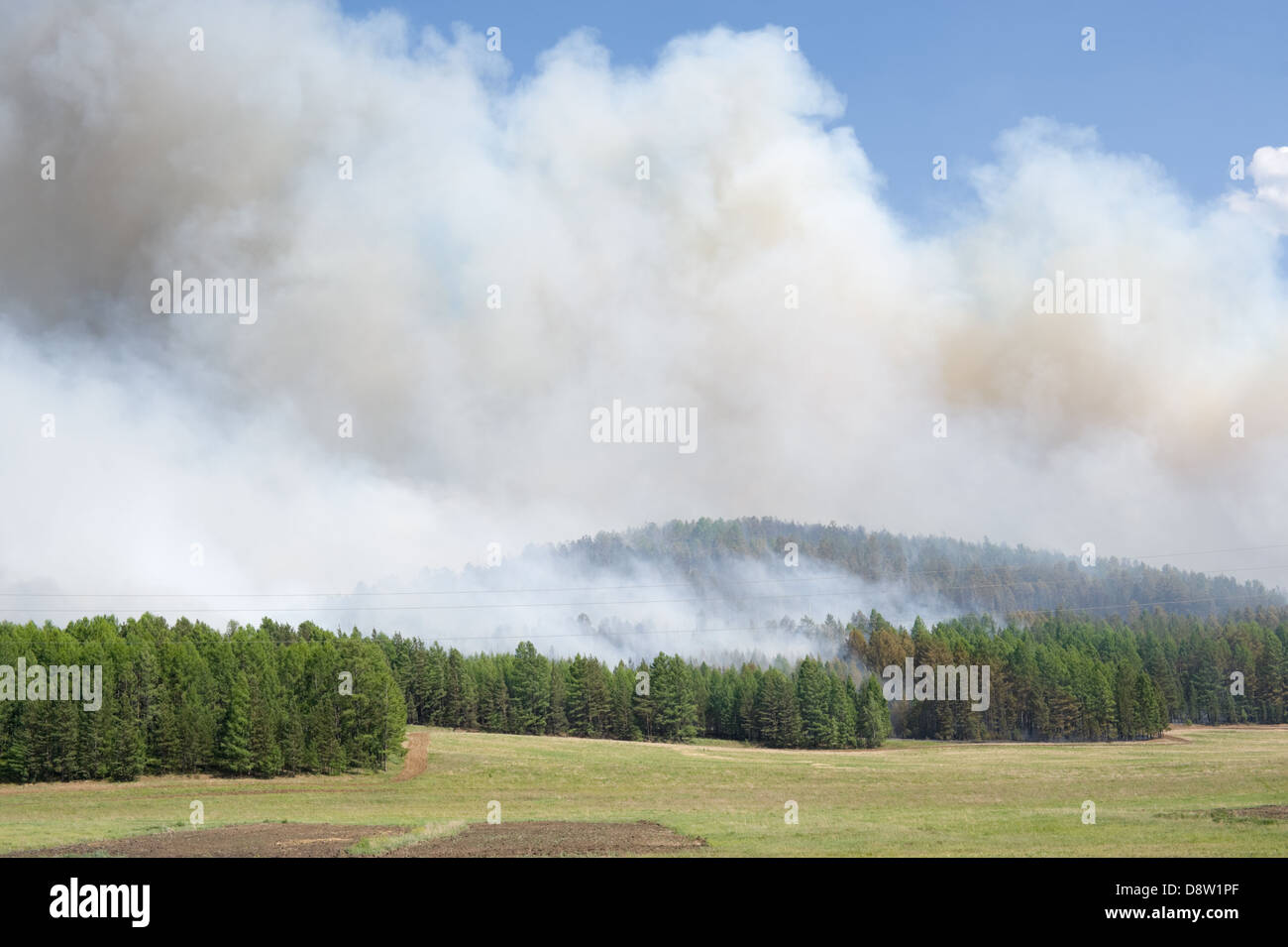 feu de forêt Banque D'Images