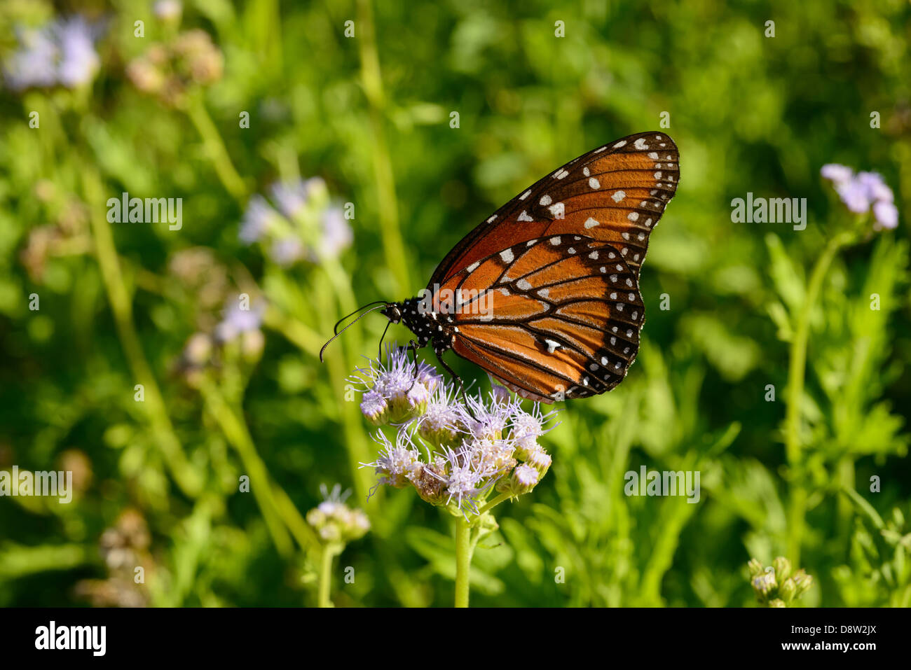 Papillon sur la reine des fleurs dans le centre du Texas Banque D'Images