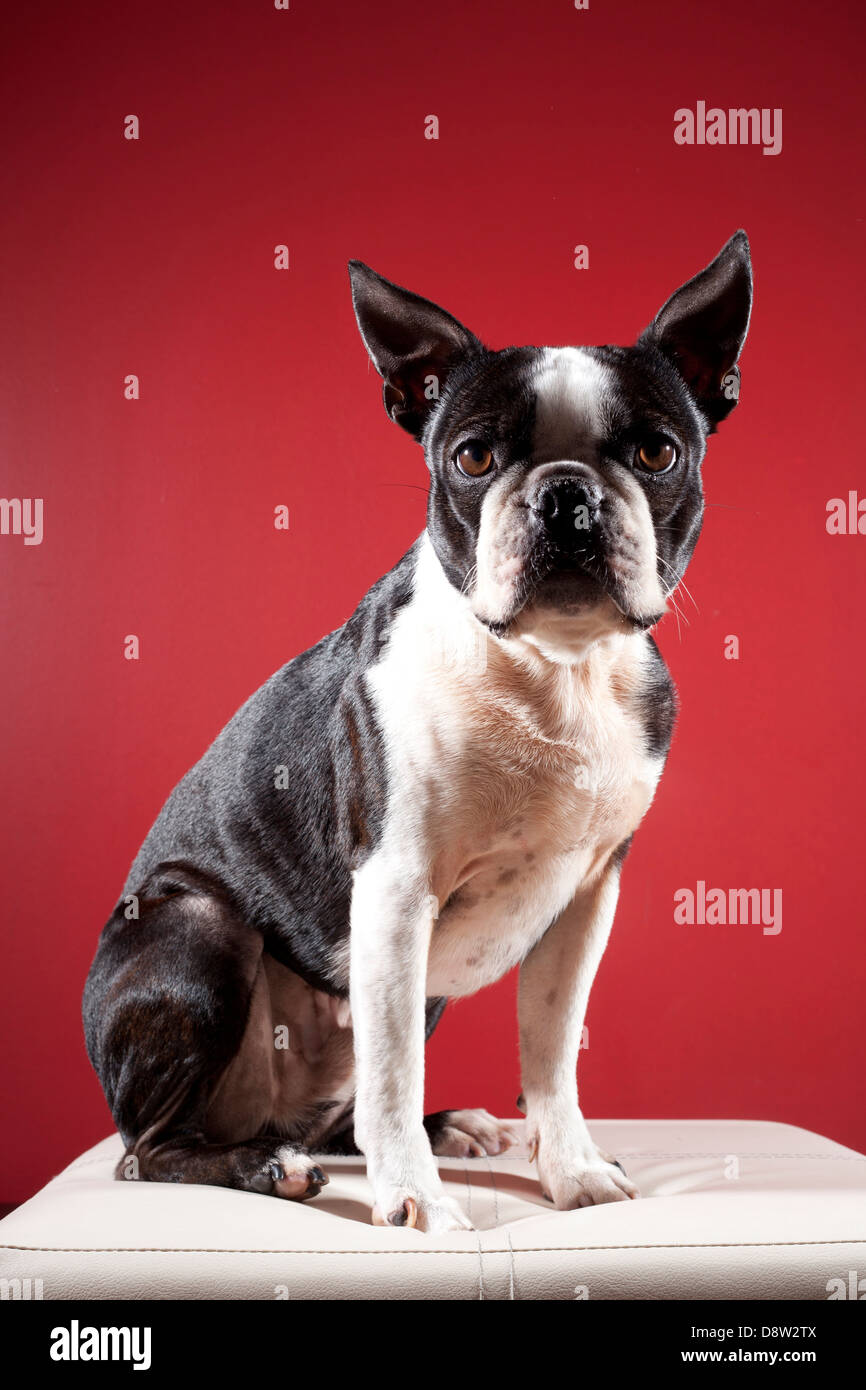 Portrait d'un chien (Boston Terrier) Banque D'Images