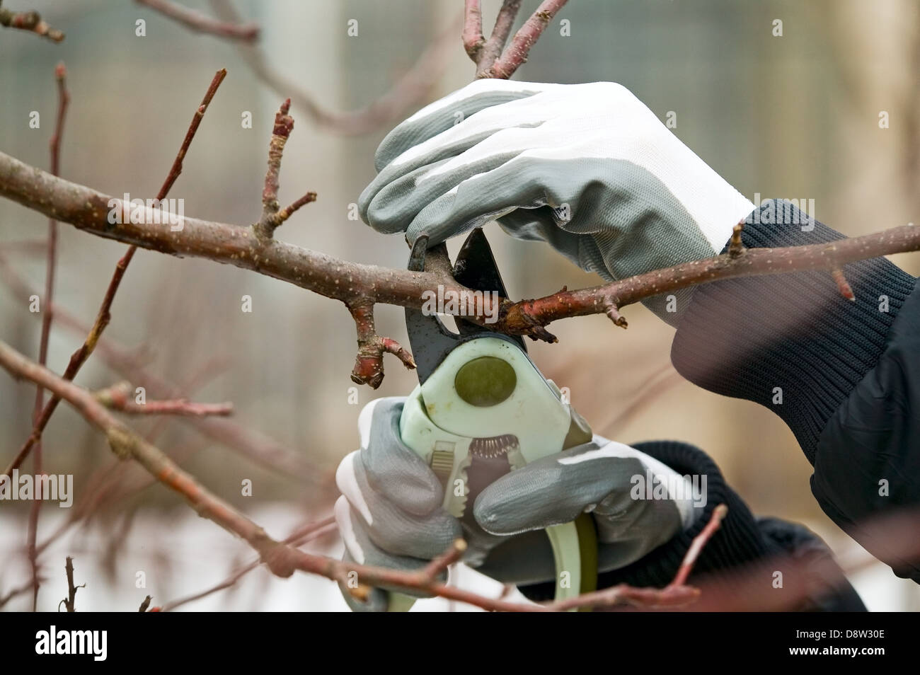 L'homme avec des gants coupe des branches d'arbre, parage Banque D'Images