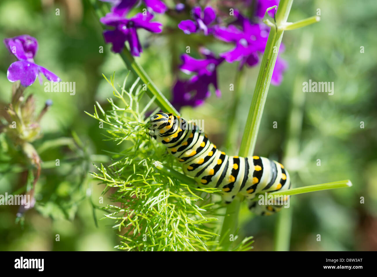 Caterpillar Swallowtail noir se nourrissant sur le fenouil en jardin avec fleurs violettes. Banque D'Images