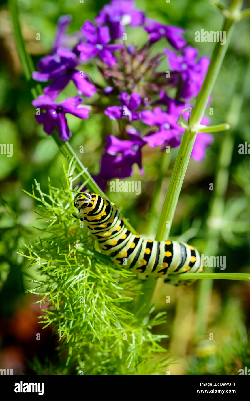 Caterpillar swallowtail noir se nourrissant sur le fenouil en jardin avec fleurs violettes. Banque D'Images