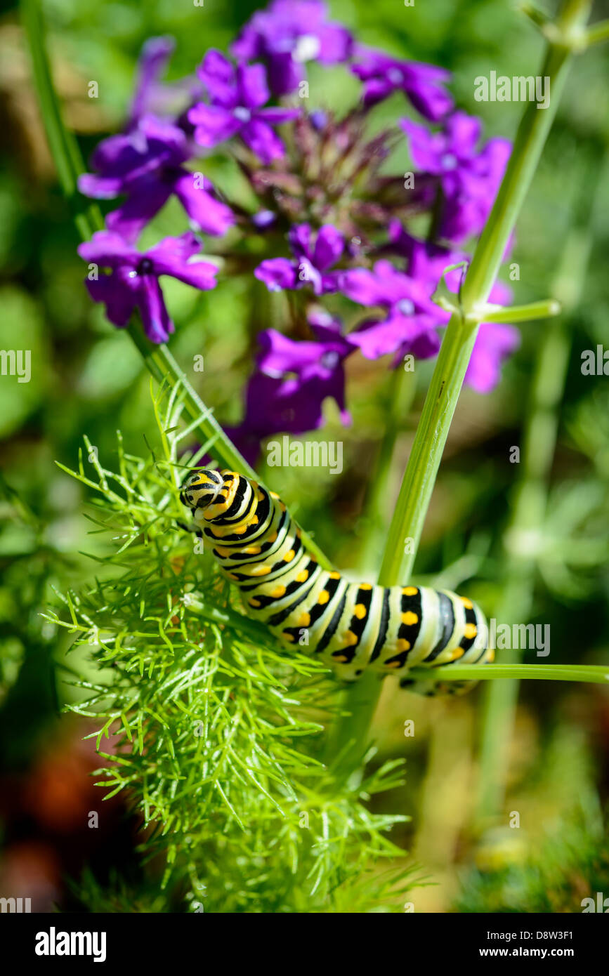 Caterpillar swallowtail noir se nourrissant sur le fenouil en jardin avec fleurs violettes. Banque D'Images Caterpillar swallowtail noir se nourrissant sur le fenouil en jardin avec fleurs violettes. Banque D'Images