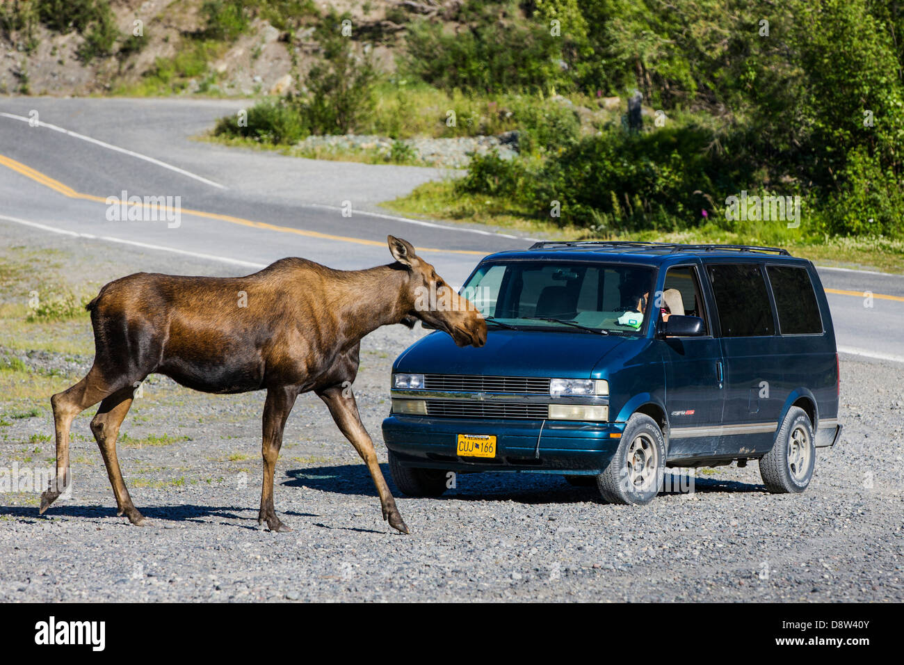 Féminin Moose arrête la circulation dans la ville reculée de Chitina, Alaska, États-Unis Banque D'Images