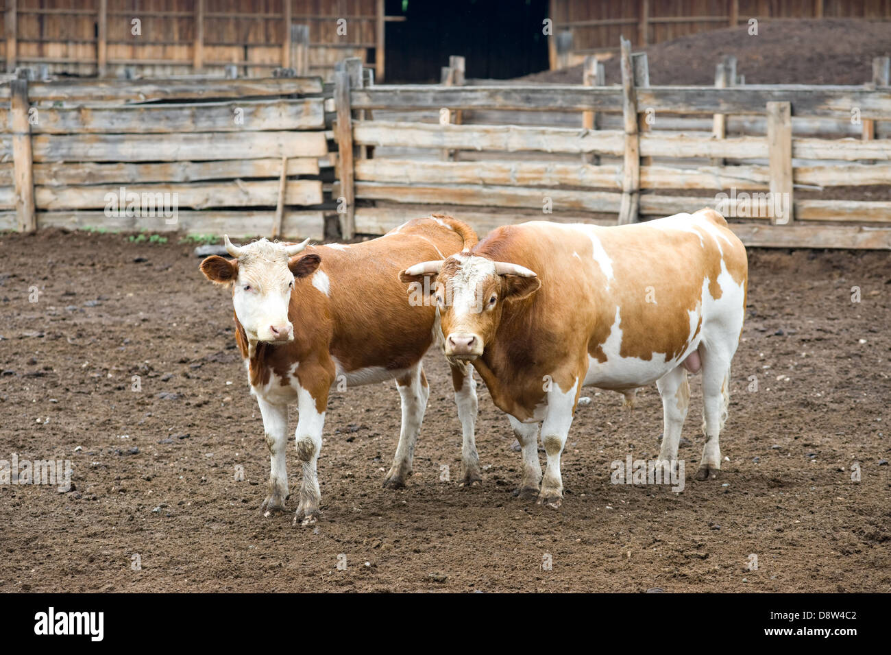 couple de bovin Banque D'Images