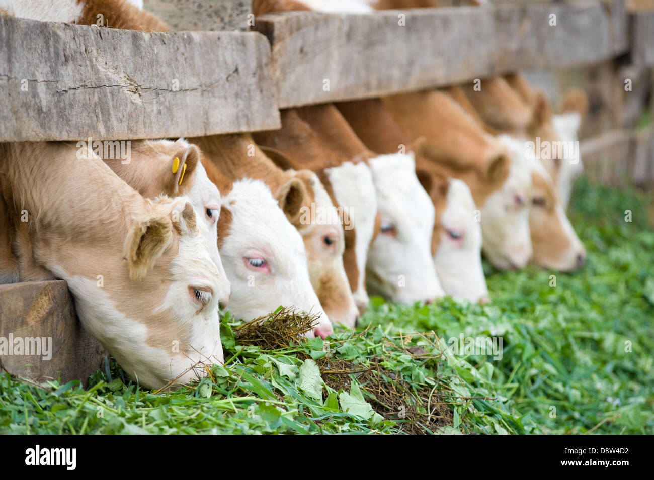 Veaux manger vert fourrage riche Banque D'Images