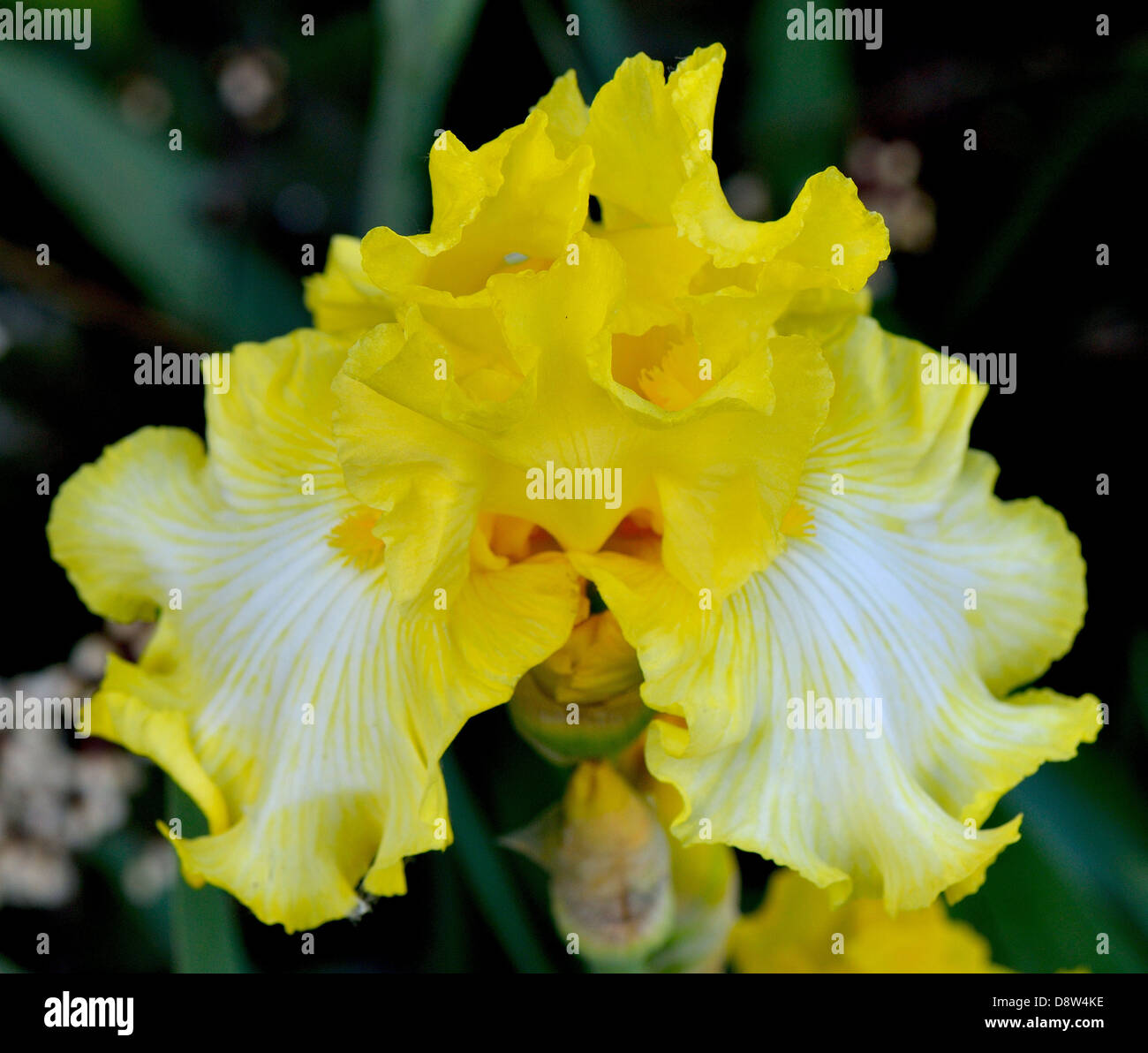 Iris jaune et blanc – Giverny News