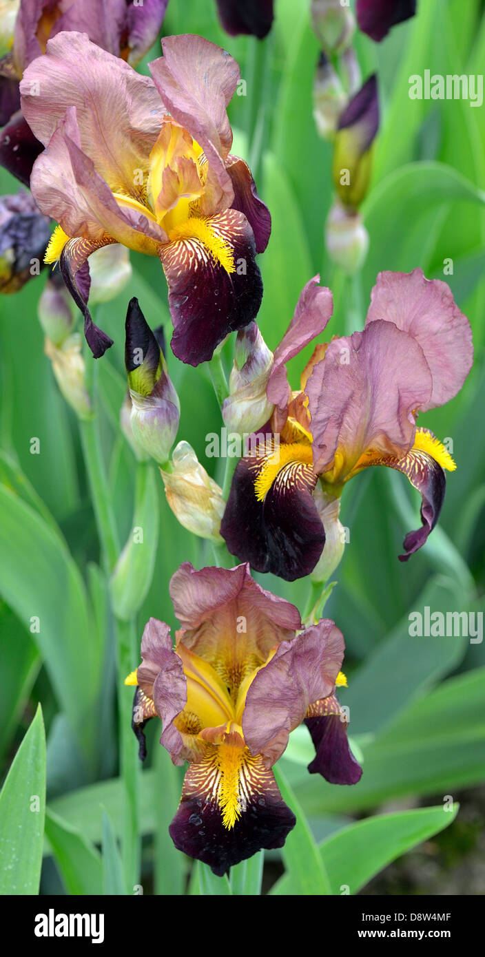 La lumière et l'obscurité brown iris fleurs Banque D'Images