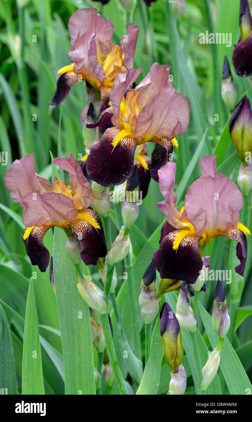 La lumière et l'obscurité brown iris fleurs Banque D'Images