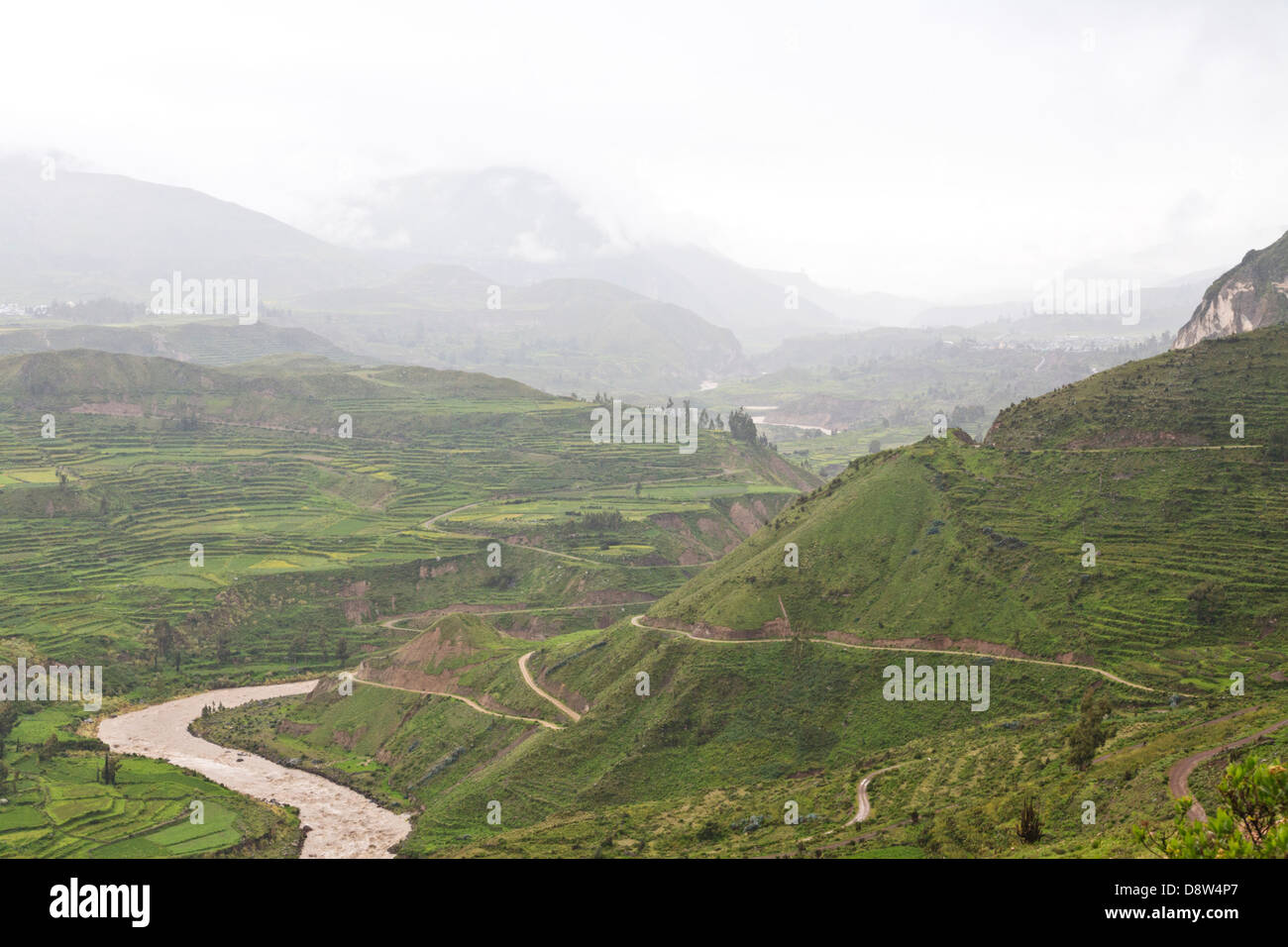 Terrasses agricoles, Canyon de Colca, Pérou Banque D'Images