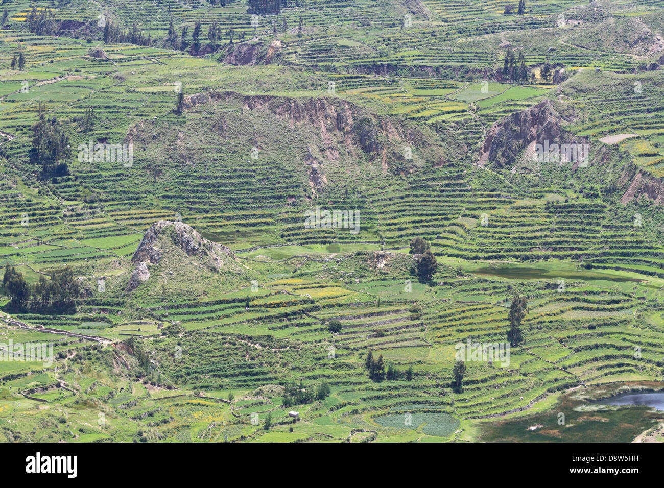 Terrasses agricoles, Canyon de Colca, Pérou Banque D'Images