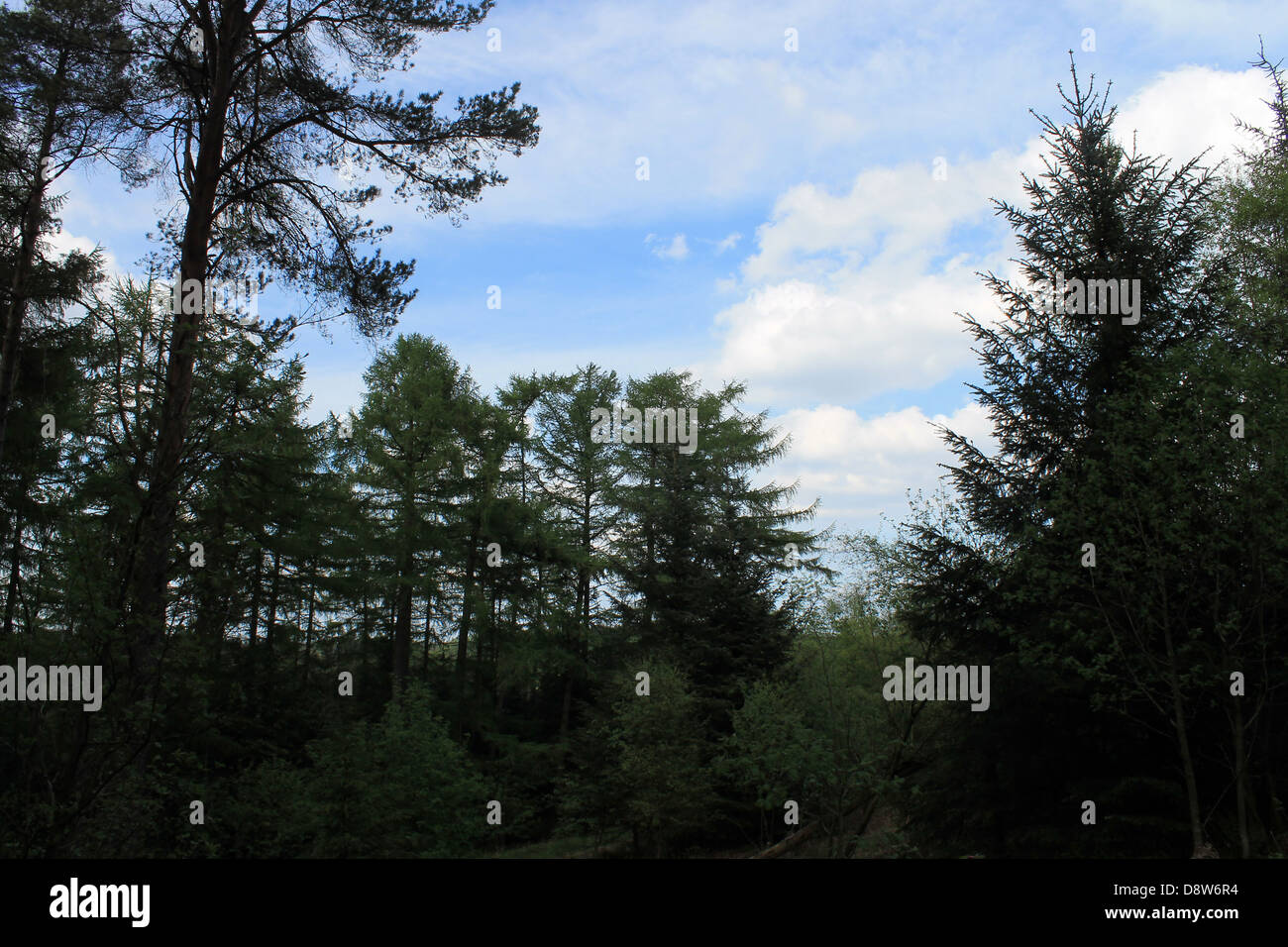 Silhouette d'arbres en forêt avec ciel bleu et nuages de fond. Banque D'Images