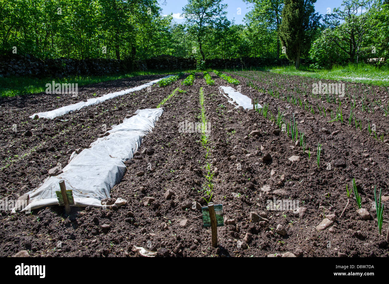 Jardin avec de nouvelles Herbes et légumes en rangées. Banque D'Images