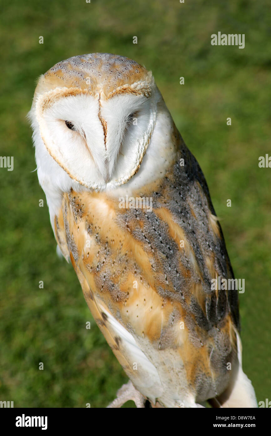 Portrait de harfang des neiges avec fond d'herbe verte. Banque D'Images