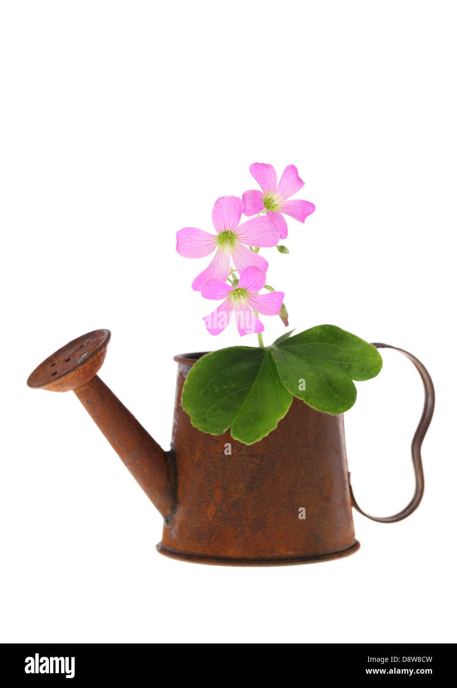 Petite fleur rose dans un arrosoir miniature rouillé Banque D'Images