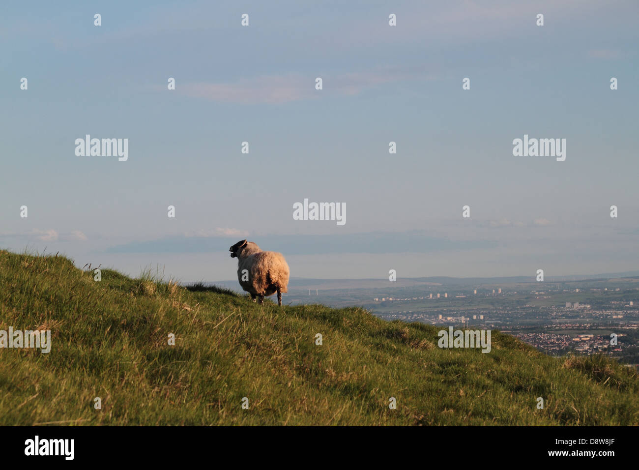 Les moutons Campsie Fells à Lennoxtown, Glasgow, Écosse, Royaume-Uni Banque D'Images