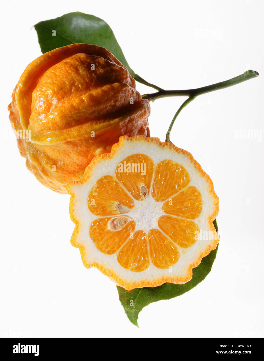 Cut-out orange de Séville Banque D'Images