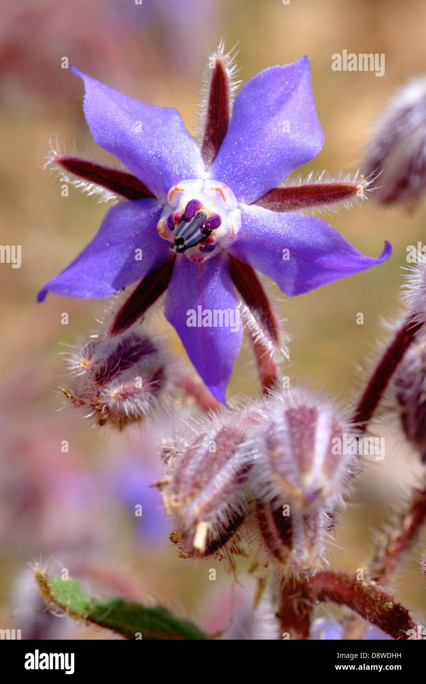 Fleurs de bourrache Banque D'Images