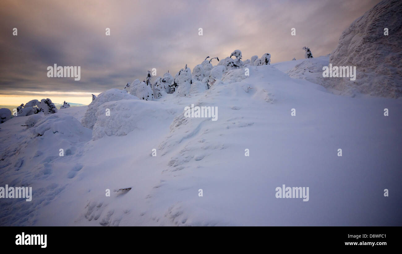Arbres couverts de neige au sommet du mont Zao Zao à la station de ski. Chaque hiver l'endroit sera emballé avec des skieurs et des visiteurs. Banque D'Images