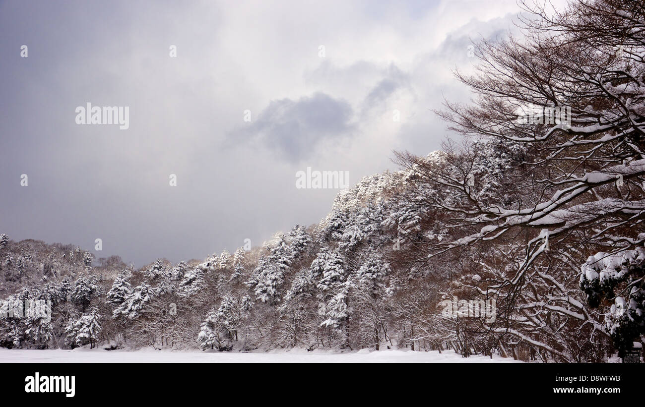 La neige a couvert de pins le long de la côte de la glace d'un lac Towada pendant le pic de l'hiver Banque D'Images