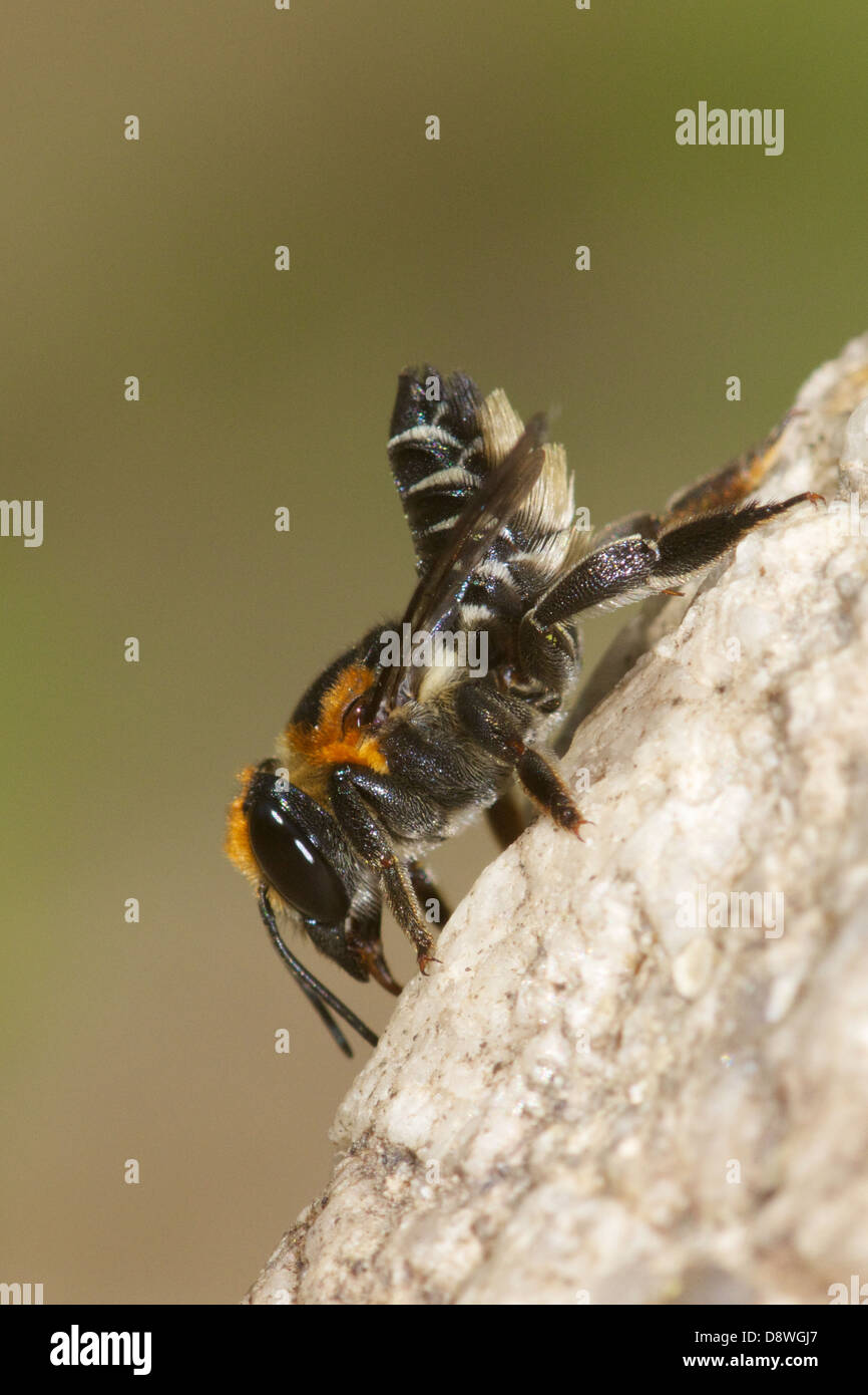 Une abeille Megachilidae. Banque D'Images