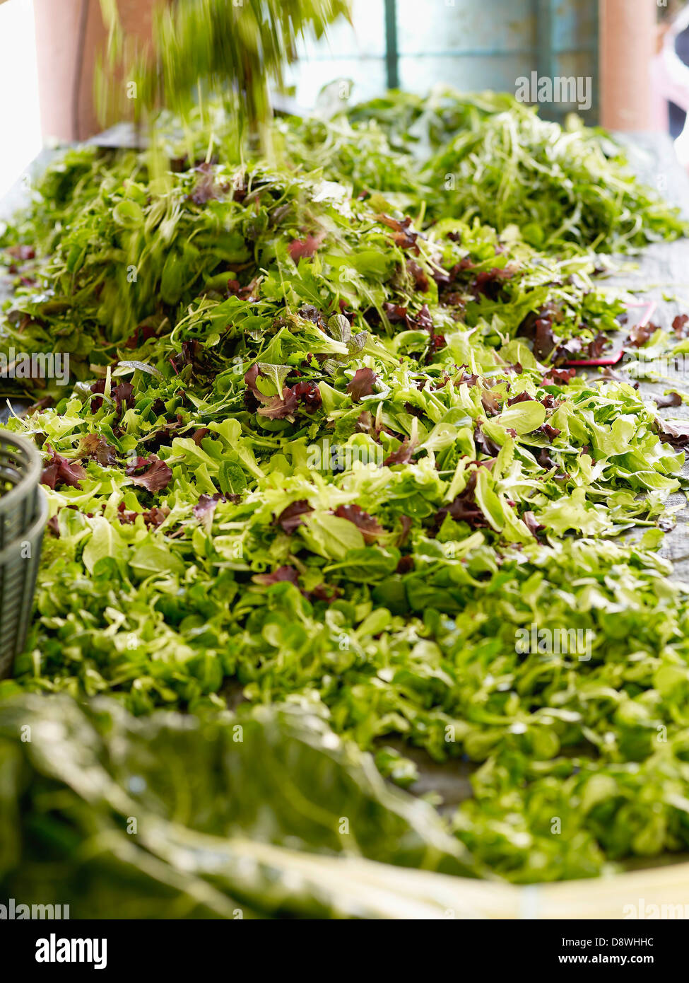 Le mesclun a market stall Banque D'Images