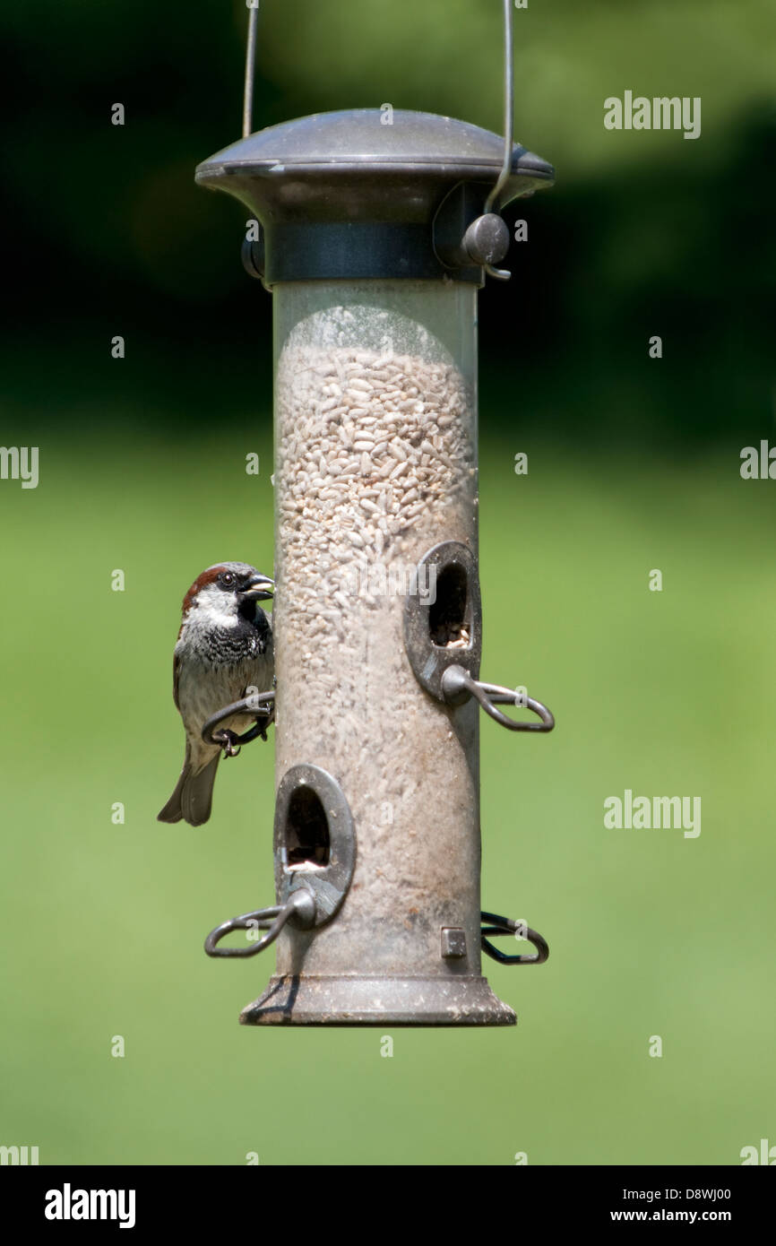 Le moineau domestique se nourrissant de coeurs de tournesol sur mangeoire avec arrière-plan flou Banque D'Images