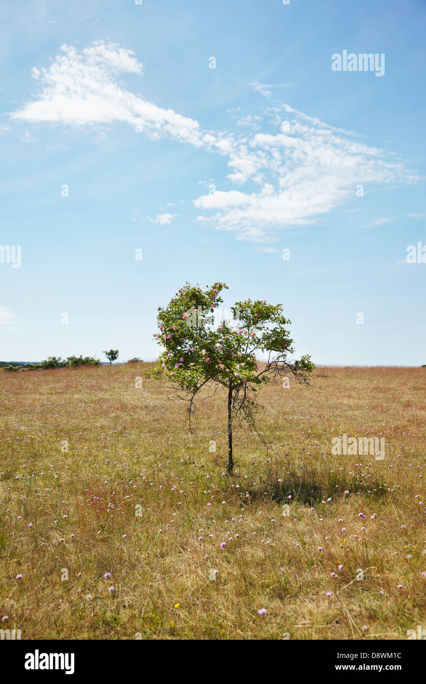 Petit arbre on meadow Banque D'Images