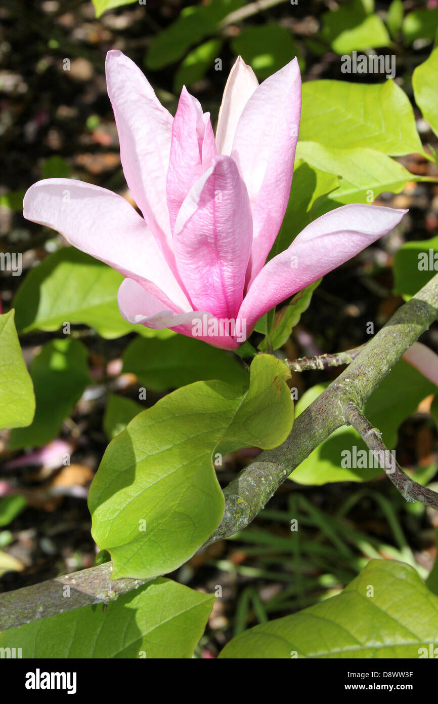 Pink Magnolia 'Susan' Fleur Banque D'Images