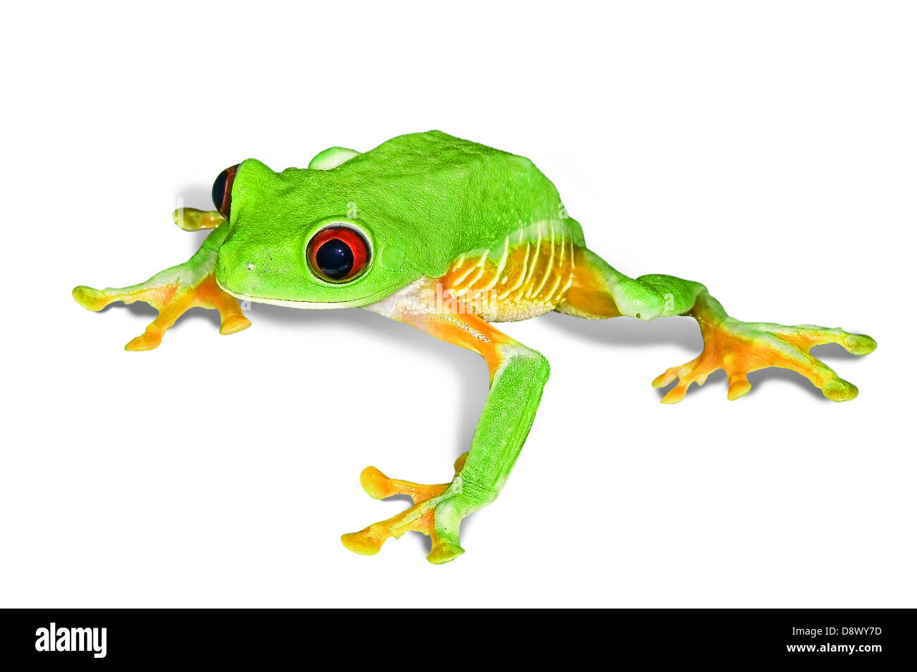 Red Eye tree frog, agalychnis callidryas Banque D'Images