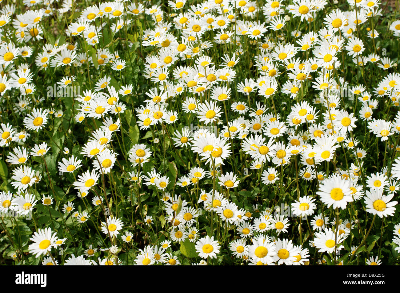 Leucanthemum vulgare Banque D'Images