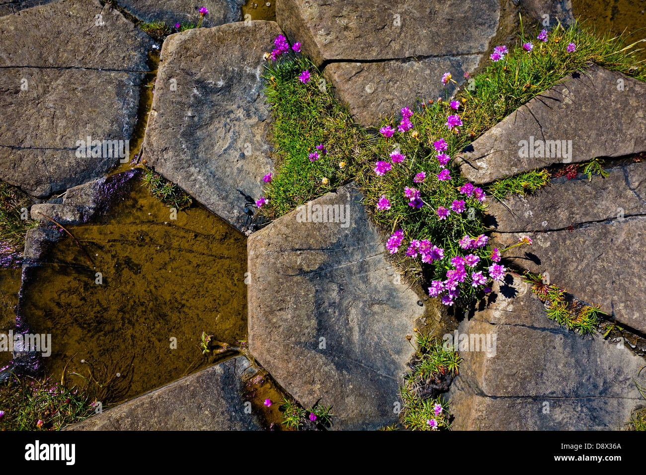 Wild sea Thrift Armeria maritima Giants causeway Banque D'Images