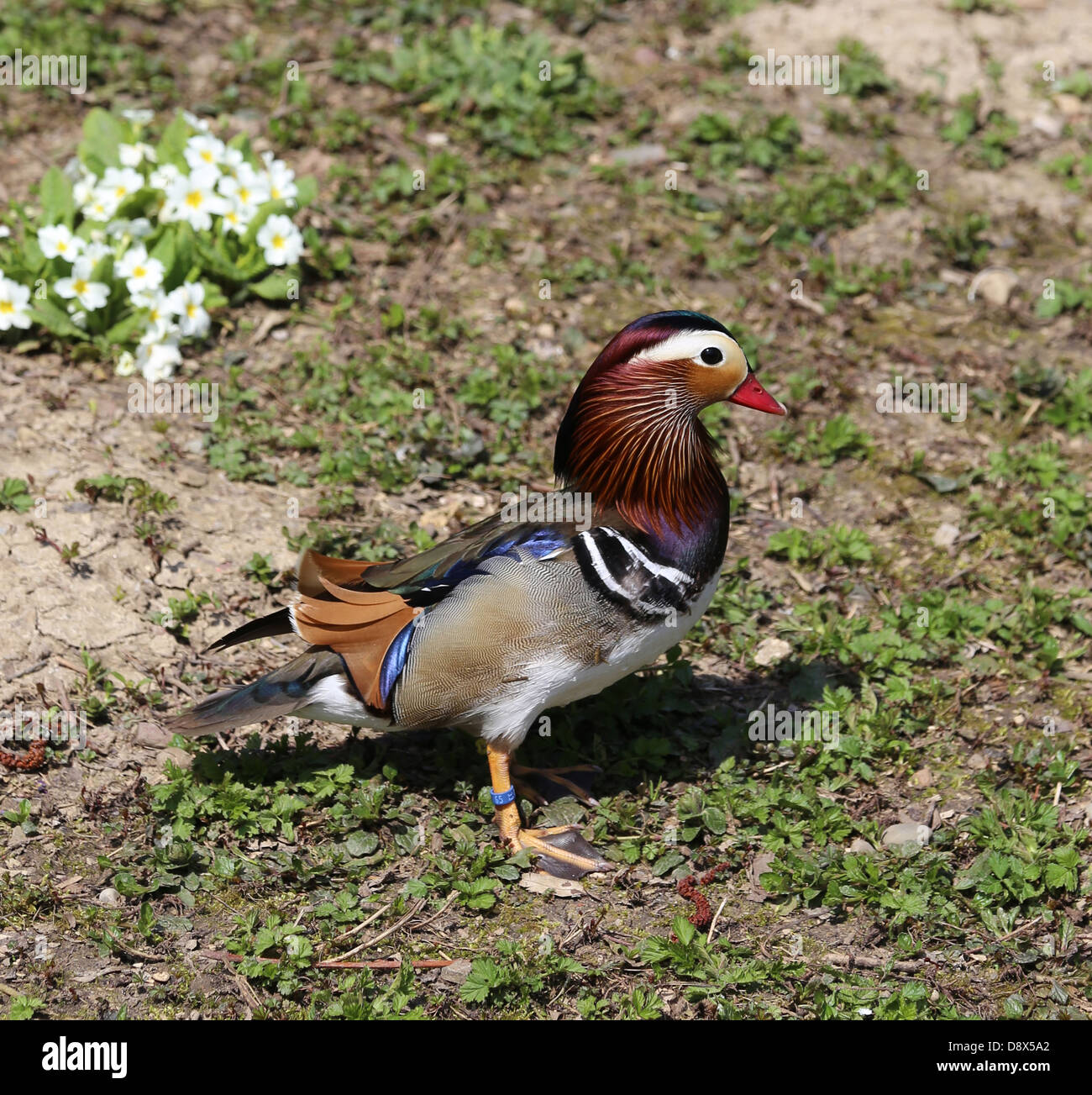 Canard Mandarin, homme Banque D'Images