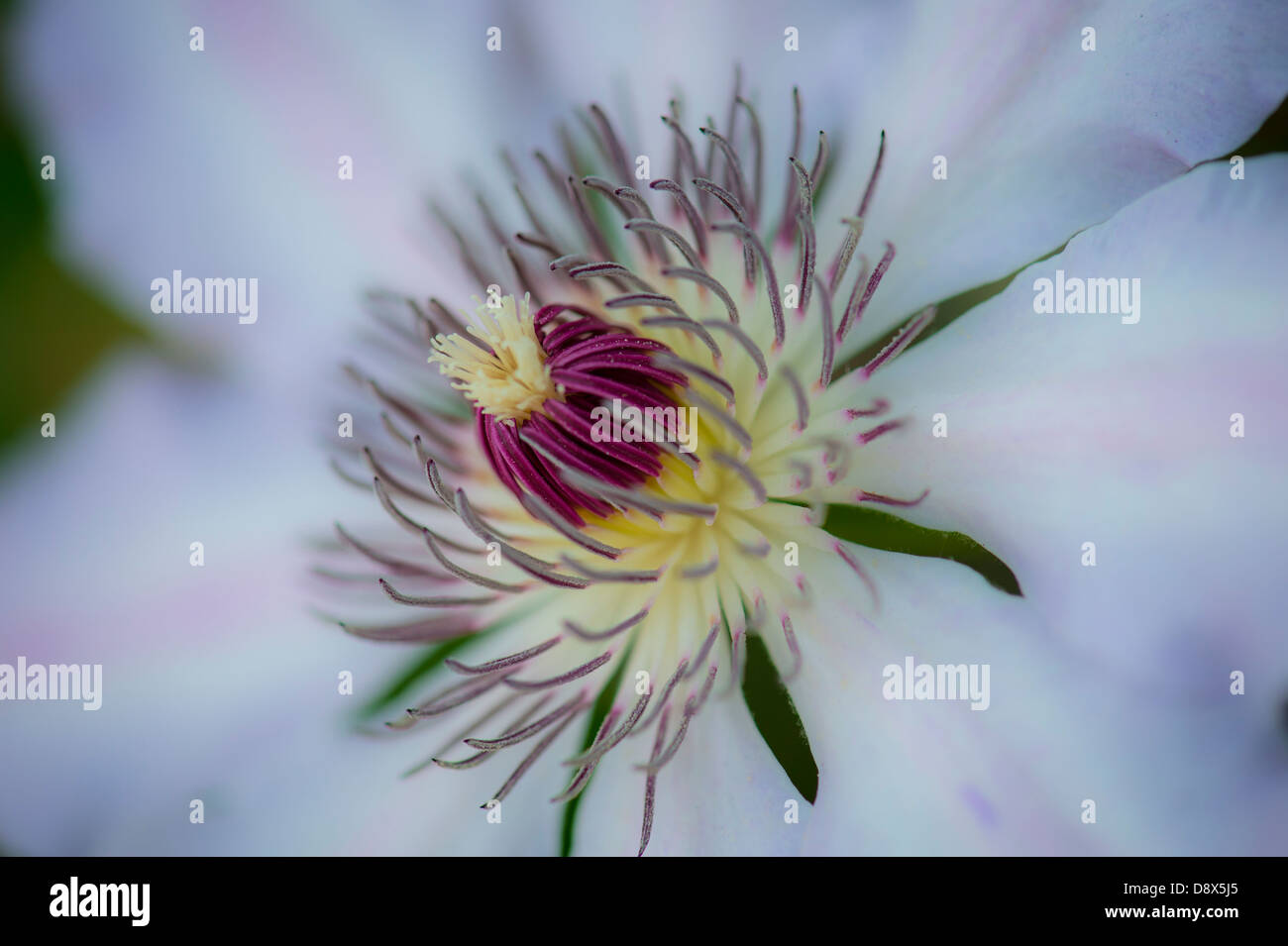 Fleur de clématite Banque D'Images