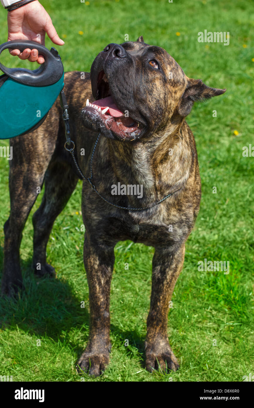 Race de chien Cane Corso bringé debout sur une pelouse fleurs jaune-vert. Profondeur de champ Banque D'Images