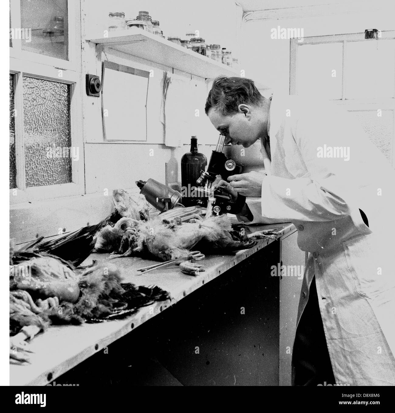 Années 1950 historiques. Angleterre. À un banc de travail dans une ferme avicole, à l'aide d'un microscope, un inspecteur de la santé animale vérifie les organes internes des poules pondeuses. Banque D'Images